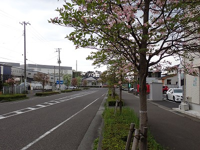 �S�R�x�c�w�摜