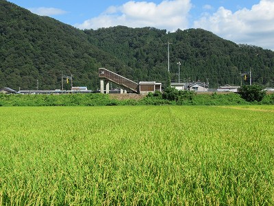 水田と湯尾駅