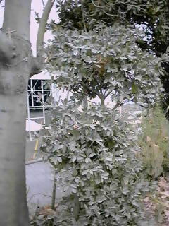 白くなった木