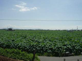 レンコン畑