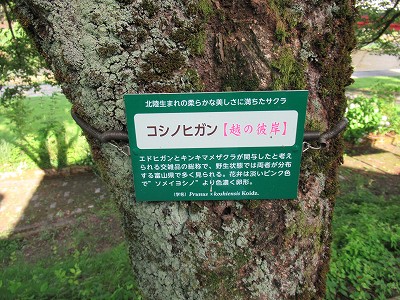 w摜