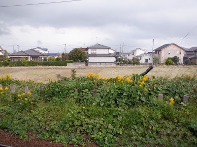 w摜