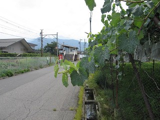 果樹畑と駅