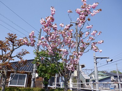 �{�Ô��w�摜