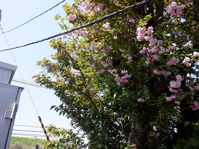 �\���w�摜