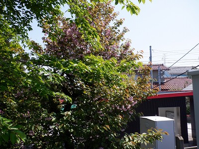 �\���w�摜