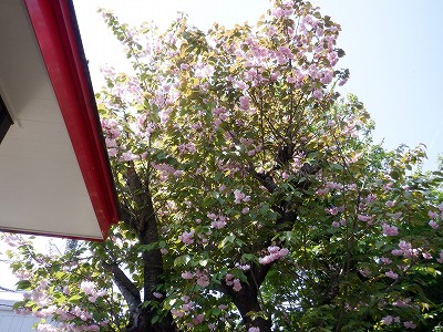 �\���w�摜