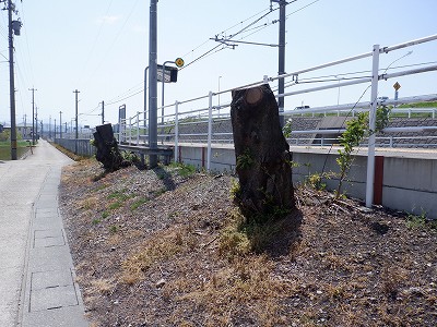 �\���w�摜