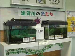 遠賀川の魚たち