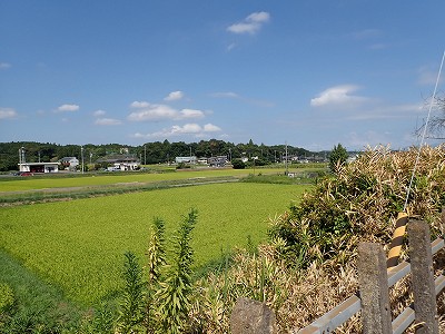 �P�w�摜