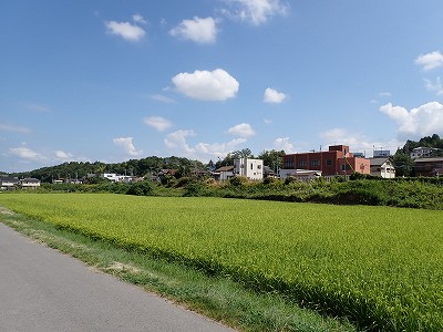 �P�w�摜