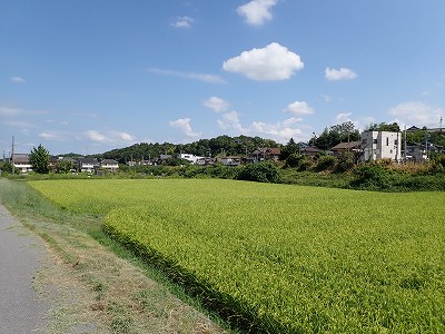 �P�w�摜