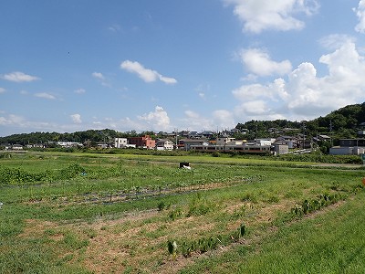 �P�w�摜