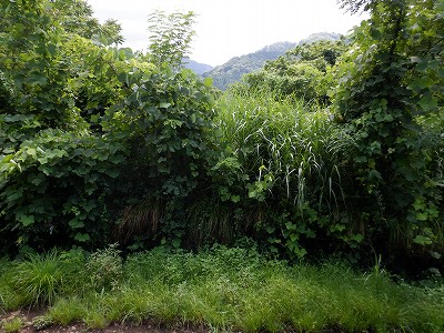 _w摜