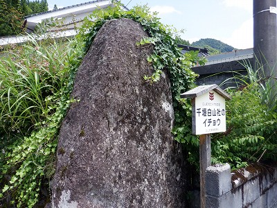 _w摜