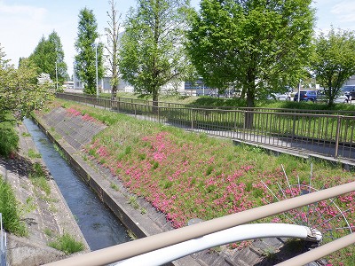 �w���L��w�摜