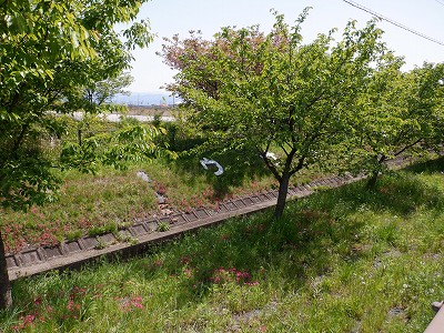 �w���L��w�摜