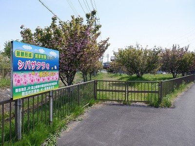 �w���L��w�摜