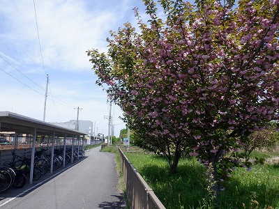 �w���L��w�摜