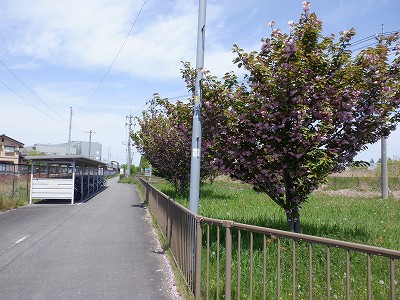 �w���L��w�摜