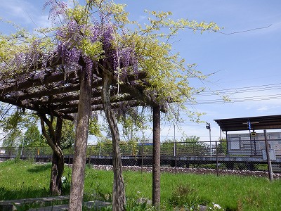 �w���L��w�摜