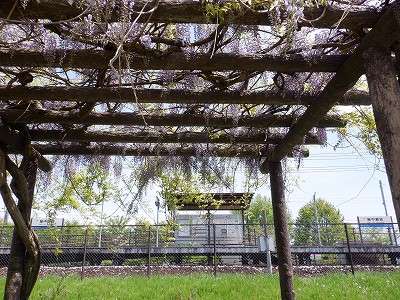 �w���L��w�摜