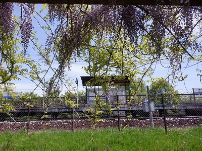 �w���L��w�摜