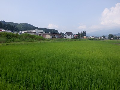 z{w摜
