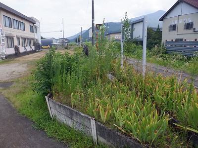 M_w摜